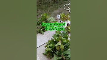 Propagation of Grape vines, sundar khawani grapes, #garden #shortvideo #youtubeshorts