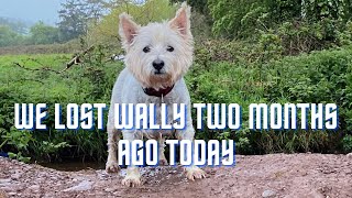 Video from a week before we lost our Adorable Westie, 