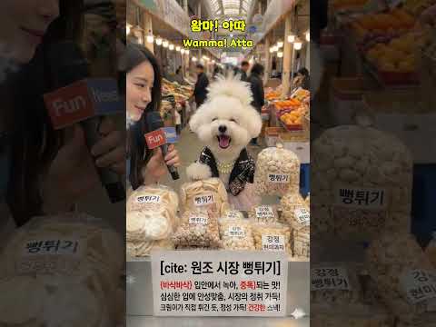 [단독] 시장 뻥튀기 90%가 질소 비숑 사장님의 찰진 사투리 해명 ㅋㅋㅋ #fun #애완동물 #쇼츠 #shorts #웃긴영상 #playlist