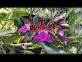 Как Добыть Ванилин из Орхидеи Ваниль?😨 Цветение Гибрида с C. tenebrosa, C. Lacey Michelle Matherne