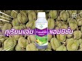 ลดดอกหลุดร่วง ให้ต้นแกร่ง ขั้วผลเหนียว ได้ทุเรียนสมบูรณ์ ด้วย “แอมบิชั่น”