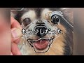 「またね」誕生日までもう少しだったおばあちゃん犬/ワイヤーアート