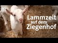 Ein zicklein wird geboren ziegenhof und kserei peters glck  landwirtschaft  reportage  br