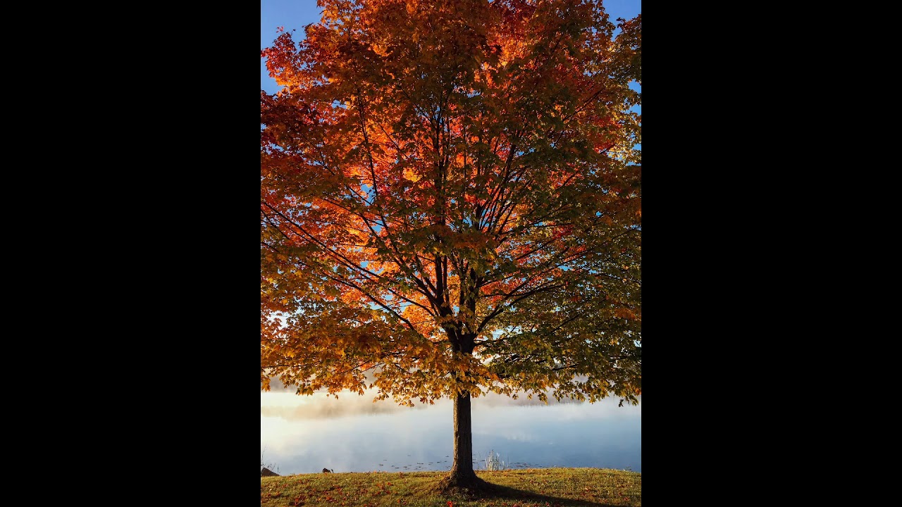 14 2 Wise Mind Practice   Snowflake Falling from Sky