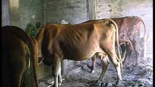 recojidas de papas del Sr. ventura en fontanales 26- 8- 09 majadilla1