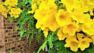 Tecoma stans, Esperanza- Gold Star, Tronadora, Yellow Bells,  yellow trumpet, Bois-Pissenlit