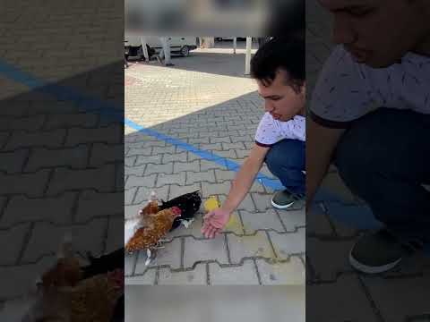 İspenç Tavuk ve