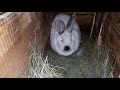 Кролики//Еще одна крольчиха не понятно когда покрылась