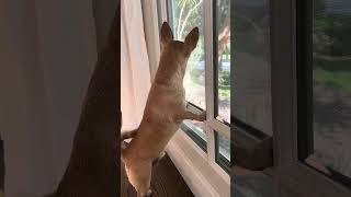 Unhinged Chihuahua vs Mailman Episode 5,478 #chihuahua