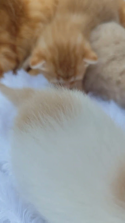 Anak kucing imut-imut✨