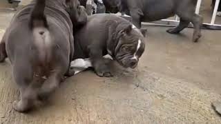 Twbullies Bullywebtv