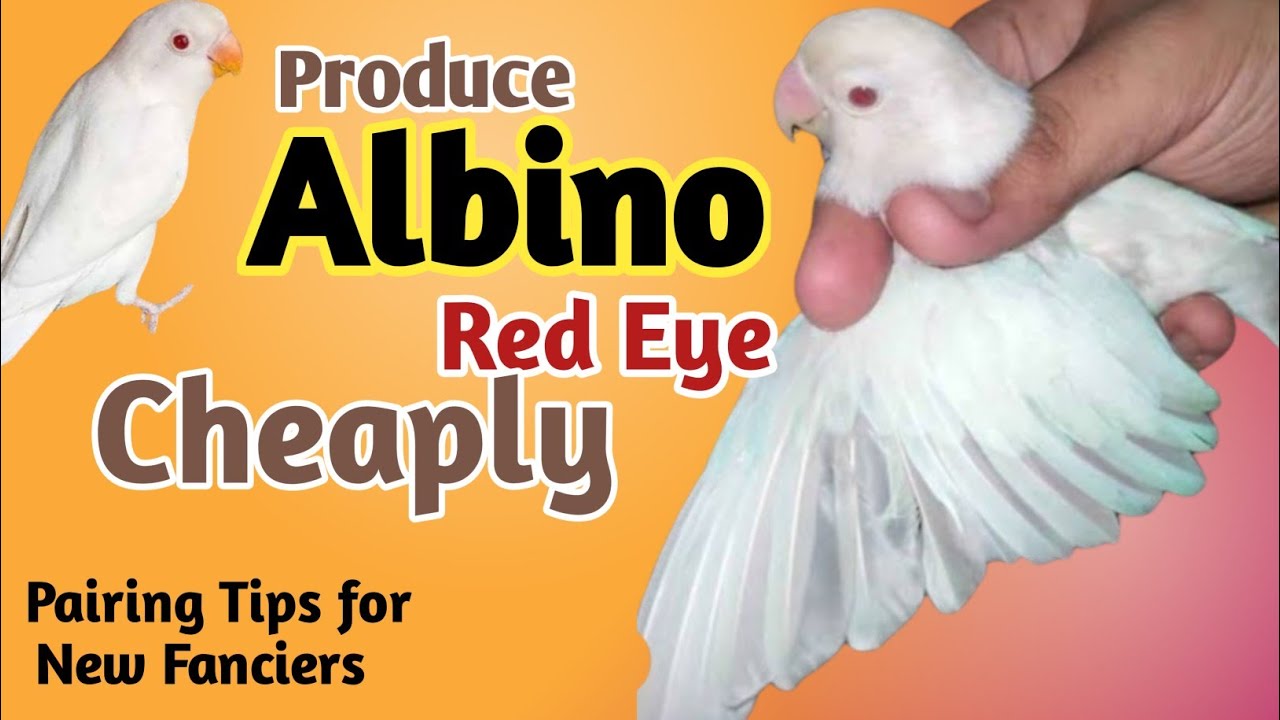 How to produce Albino Red eye cheaply | low budget pairing results for albino red eye 