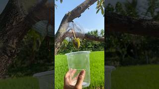 Genius idea to protect durians #creative #ideas #diy #garden #durian #fruit #tips