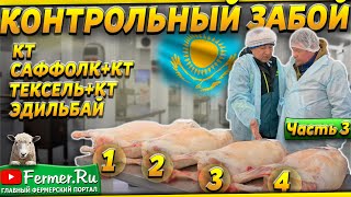 Убойный Выход. Сколько Мяса Дают Ягнята Разных Пород В Семь Месяцев? Какая Баранина Вкуснее?