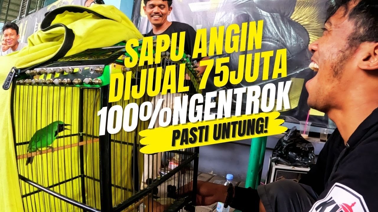Dijual 75JUTA🤭🤭Garansi 100% NGENTROK Cucak Ijo SAPU ANGIN🔥🔥