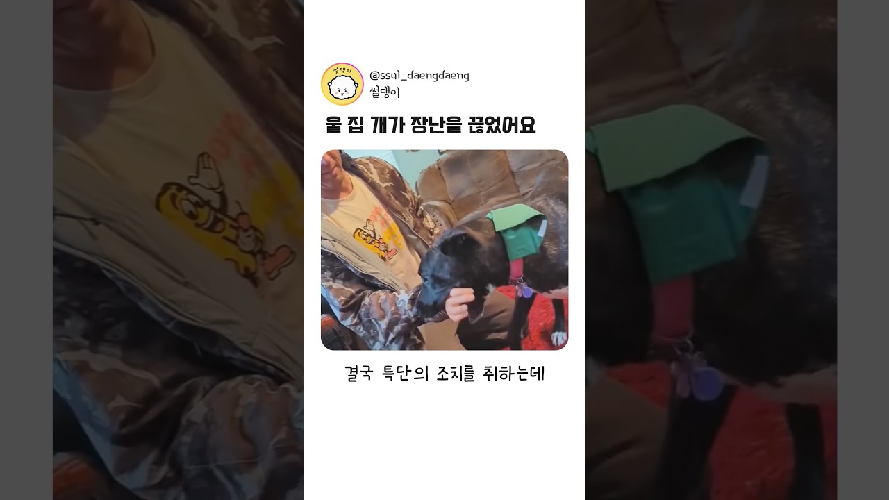 무는 개 일타 해결방법