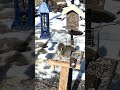 Why….🤨😩 #squirrel  #birds #birdfeeder #funnyanimals