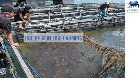 Use of AI in Fish Counting