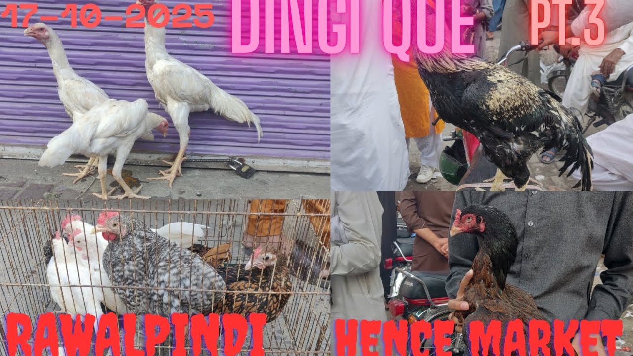 Hen and rooster market update||Dingi Que Friday bird market rawalpindi