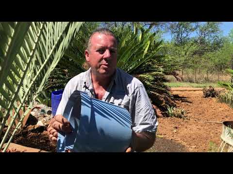 Video: Drooping Cycad