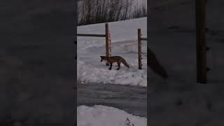 Frühstücksfernsehen 🦊 #swedishspring #fox #rotfuchs