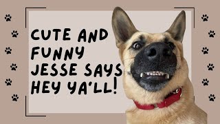 Adoptable Jesse with Almost Home Foundation