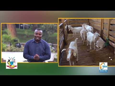 Ennunda Y Ebisolo E Kenya Baako Byoyiga Okyuse Obulamu ObulimiNobulunzi