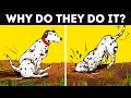 Why Dogs Roll Around After Bath and 14 Strange Behaviors Explained