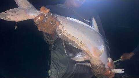 Đêm Nay Được Bà Cậu Phù Hộ Trúng Mánh Con Cá Bự Bắt Đã Tay Luôn | Cù Lao Dung Vlogs