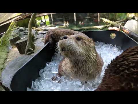 氷を楽しむカワウソ  