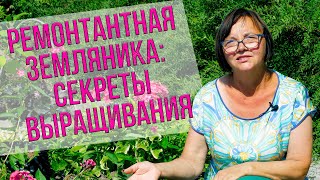 Ремонтантная земляника: секреты выращивания.