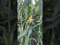 “Así se ve la riqueza del  campo 🌽💚”🎶🎶