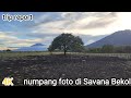Indah sekali pemandangan Savana Bekol Baluran national park trip report 
