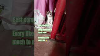 Every Like Means So Much To Me Best Companion