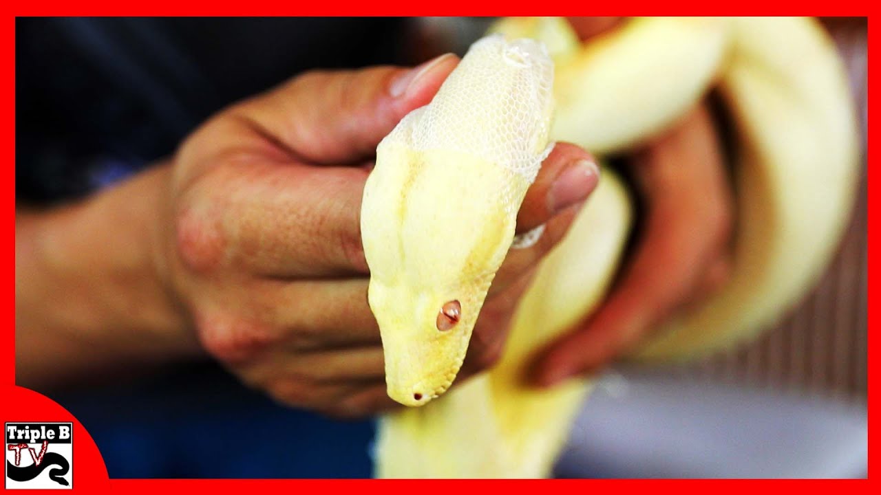 video phone beyonce mp3 Boa Constrictor Sheds right in my Hands!