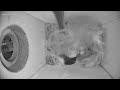 Five eggs in the nest as of May2/2026