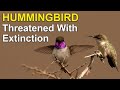 Scientists Saving RARE HUMMINGBIRD from EXTINCTION