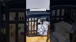 FUNNY DOG SEEKING FOR ATTENTION! #fypシ #shorts #viral #memes