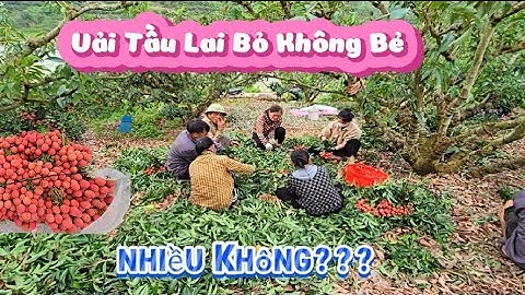 VẢI THIỀU LỤC NGẠN BÀ CON BỎ KHÔNG BẺ CÓ NHIỀU I NÚI ĐỒI LỤC NGẠN