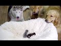 初めて赤ちゃん猫に会ったハスキーとゴールデンレトリバーの反応が可愛い・めっちゃ嬉しそう