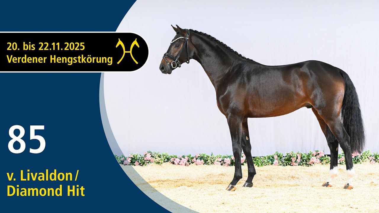 No. 85 Stallion by Livaldon - Diamond Hit | Verden Stallion Licensing 2025 - Dressage - Nov. 21/22