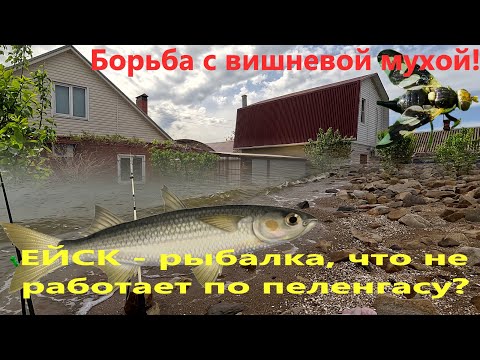 Ейск. Первый выход на рыбалку. Что не работает по пеленгасу. Борьба с вишневой мухой.