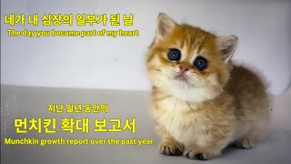 일년 동안의 먼치킨 확대 보고서. 고양이 학대라고 비난 받은 영상의 비하인드 스토리. The story behind  videos accused of cat abuse