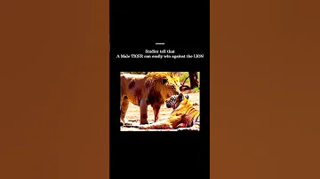 Watch Till The End Growthmindset Attitude Ego Confidencewins Viralvideo Lion Ytshorts 