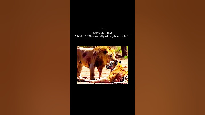 watch till the end 🔥💀 #growthmindset #attitude #ego #confidencewins #viralvideo #lion #ytshorts
