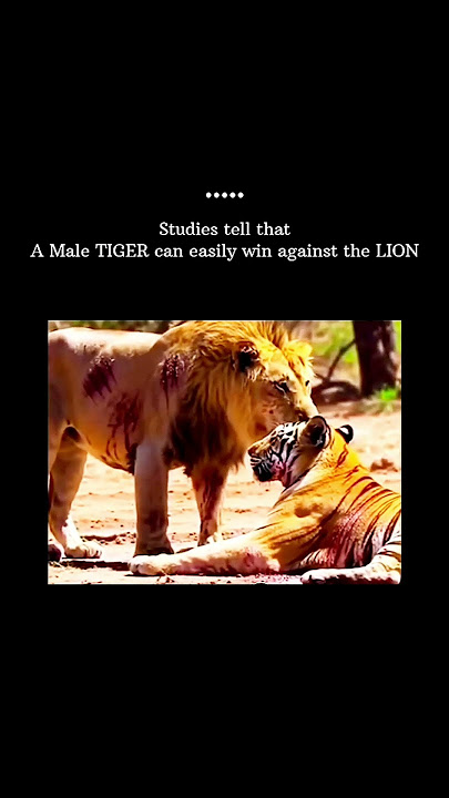 watch till the end 🔥💀 #growthmindset #attitude #ego #confidencewins #viralvideo #lion #ytshorts