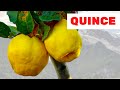 Eating 1 Quince a Day Does These To Your Body | What are the Benefits and Harms of Quince?