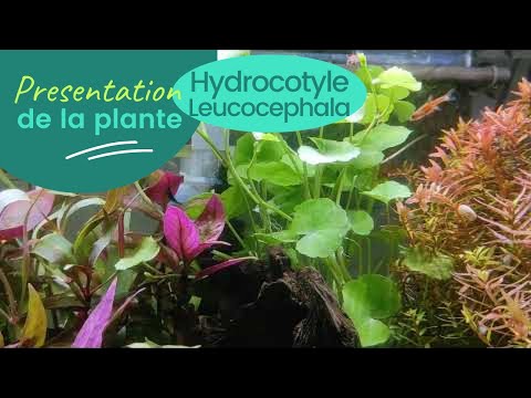 Vidéo: Qu'est-ce que l'hydrocotyle verticillé ?