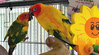 SUN CONURE CAGE WALKTHROUGH (ITS HUGE) by Aaron Lewis 247 views 5 months ago 9 minutes, 28 seconds