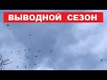 Если голубки падают на ноги...Начался выводной сезон. Выводим молодняк.